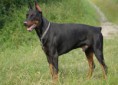 Doberman de 4 años